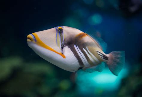Hawaii State Fish Name, Pronunciation & Fun Facts [2022] .